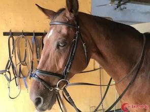 网红骑马爆料视频,揭秘马术运动的魅力与挑战 第2张 网红骑马爆料视频,揭秘马术运动的魅力与挑战 第2张